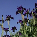 Iris Vullierens - 068